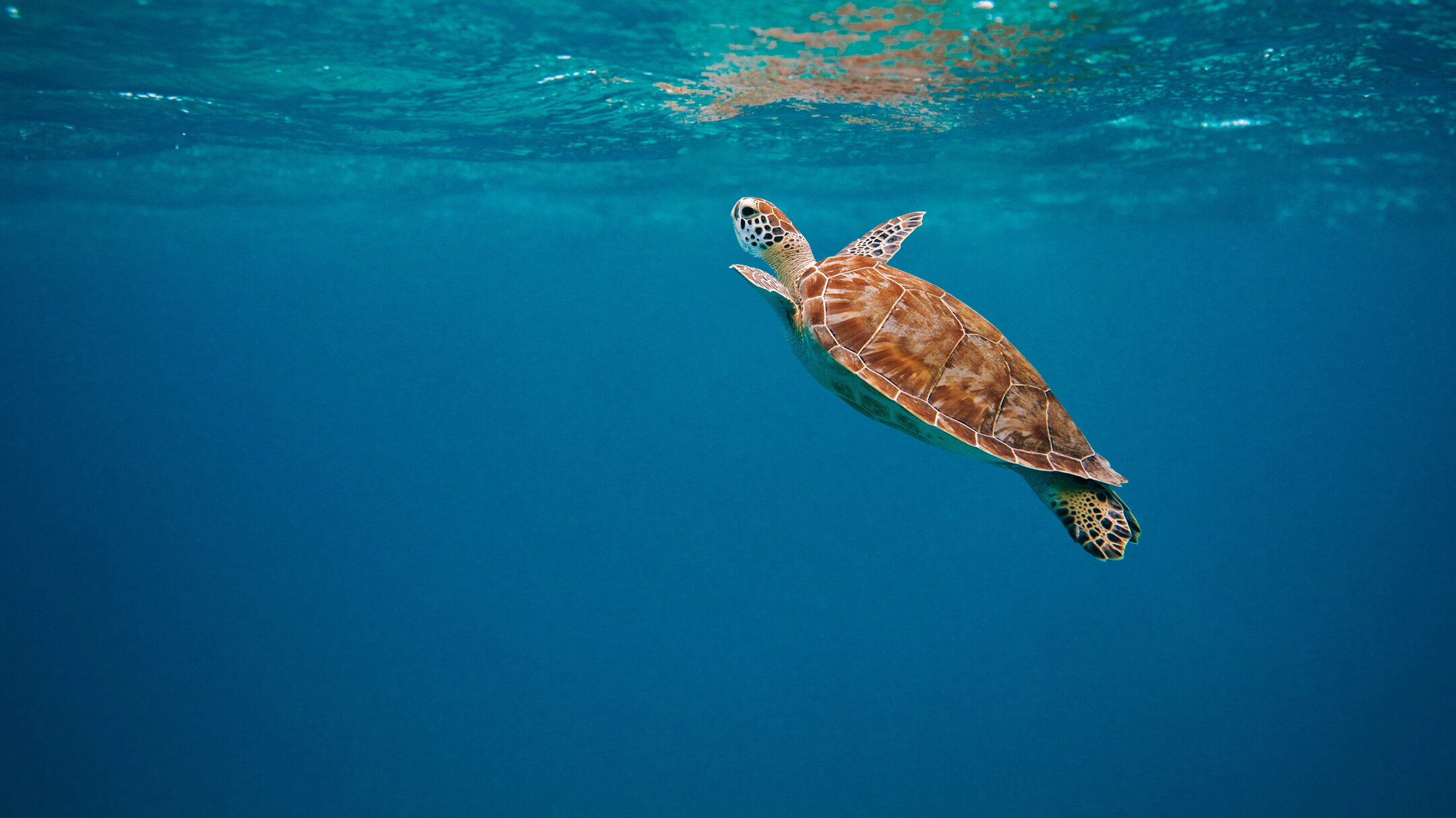 SÜRDÜRÜLEBİLİRLİK